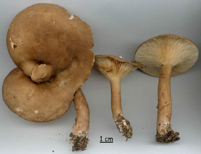 Lactarius fuliginosus